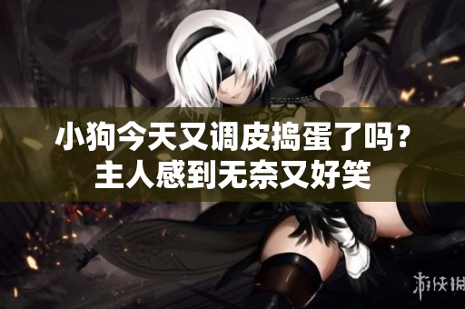 小狗今天又调皮捣蛋了吗？主人感到无奈又好笑